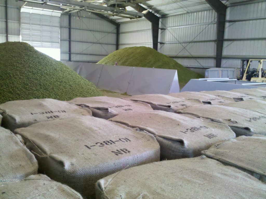 200 pound bales in front of 15ft high piles of Simcoe hops in the baling room.