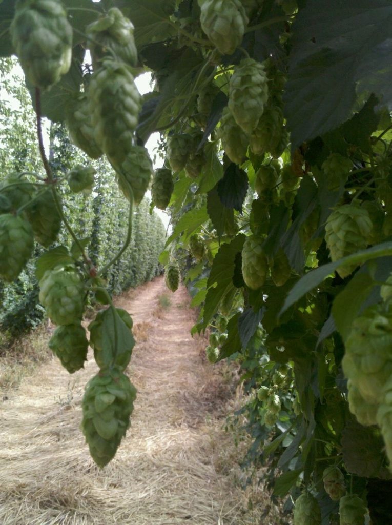 Lovely rows of hops in Yakima.