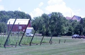 Briess_NewGlaurs_Hops_IMG_4052