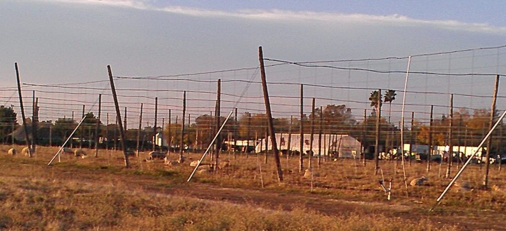 Stewards of the hop yard