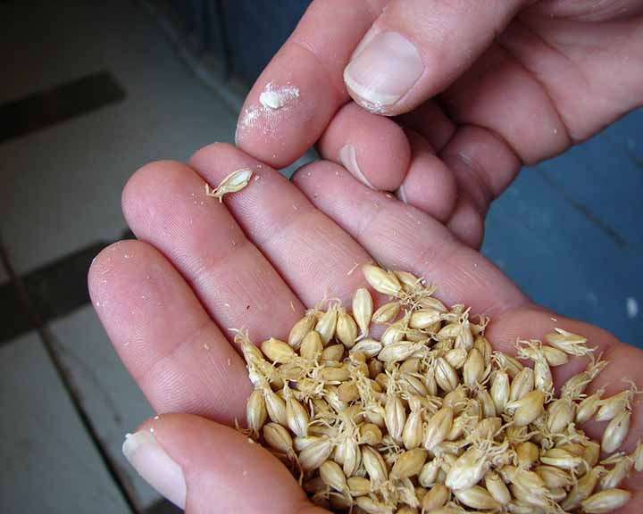 Briess_CheckingGerminatingBarley_72dpi