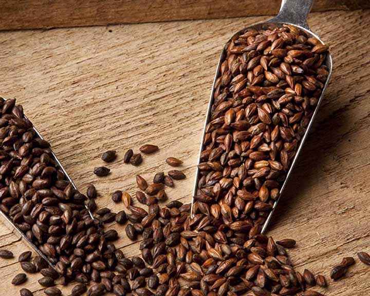 Malt of the Month Roasted Barley Brewing With Briess