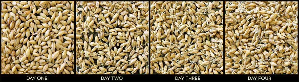 Briess_GerminatingBarley_Day1-4_72dpi