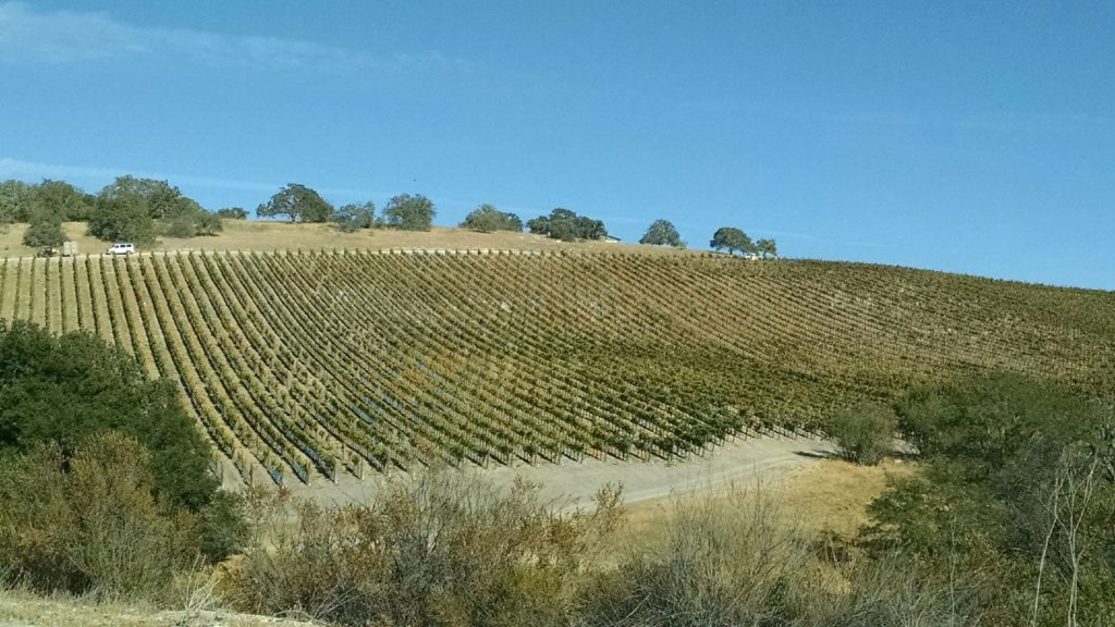 A view of the vineyards, nice, tidy rows.