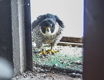 Monther Peregrine Falcon pears into nest box.