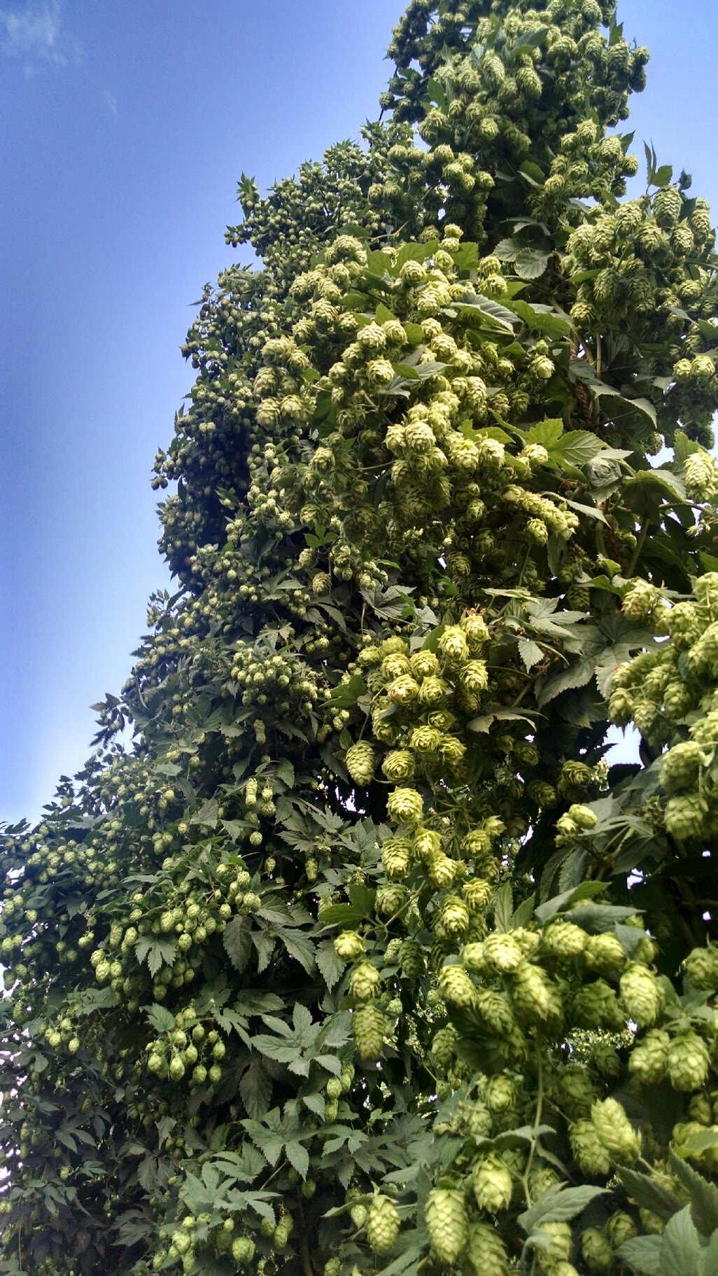 fresh hop beer anyone?