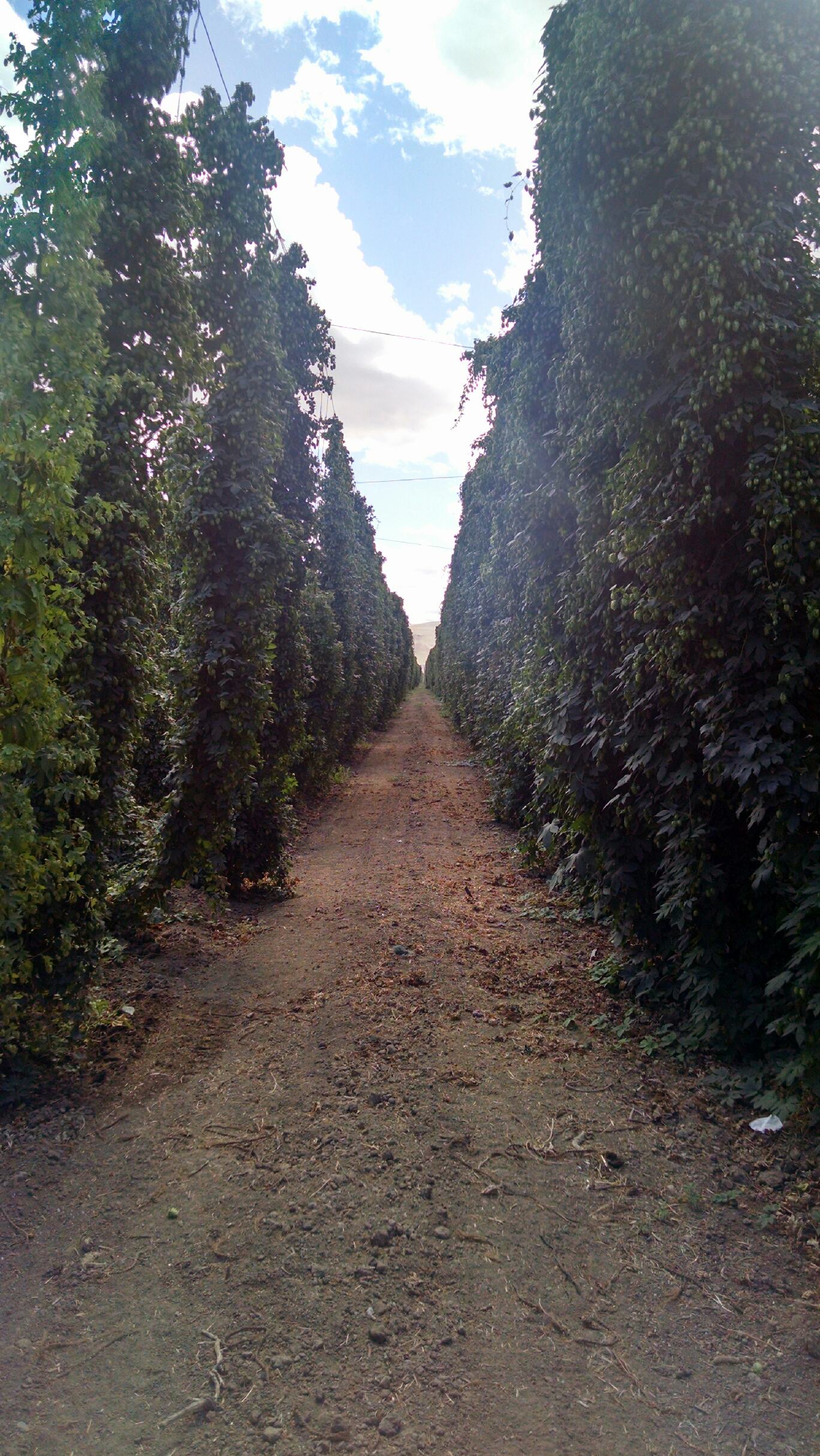 18' tall trellis growing hops for YOUR beer!