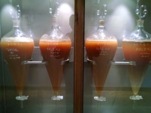 A refrigerated display cabinet with 8 small FV's showing the settling during fermentation!