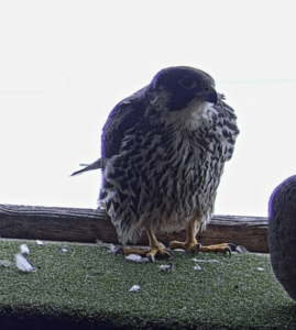 This past February, a young, unbanded female from unknown origins visited the nest box in hopes to the Briess elevator her new home. A juvenile falcon will have heavy vertical, tawny colored marks throughout the underside. Also, a young falcon's upper-side will appear a dark brown color, which is quite difference from the bluish-gray color of an adult peregrine falcon.