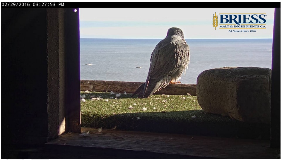 Briess_FalconCam_Capture_02292016_152817_logo