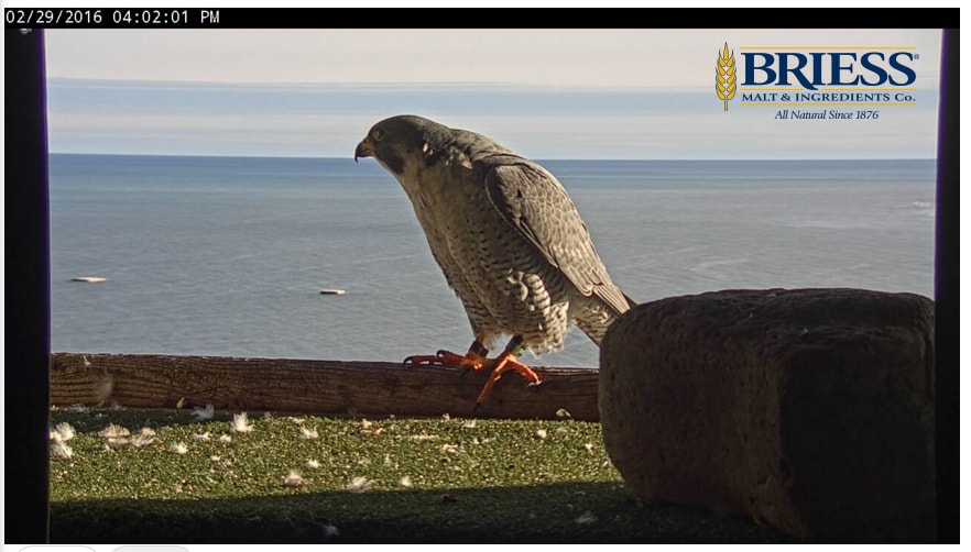 "Patriot" was born at the Pulliam Power Plant nest site in Green Bay, WI, and was banded on May 29, 2007, by Greg Septon. His color band is (b/g) E/36 and has made the Briess Manitowoc Elevator his home for the last several years.