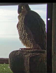 Briess_PeregrineFalcons_Valcor