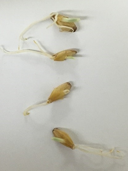 Figure 1A: Copeland malt kernels that have been pierced by the growth of their own acrospires during germination.