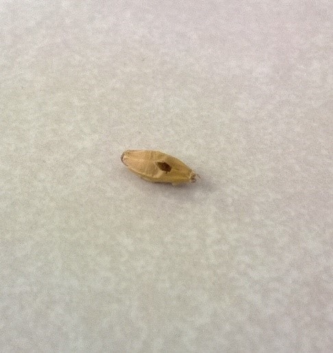 Figure 1B: Copeland malt kernel from Figure 1A that has been dried and cleaned.