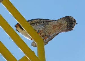 Falcon_Thor_FromManitowoc2004_NowMenashaHomesite_001