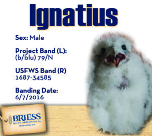 Briess_2016PeregrineFalconBanding_Ignatius