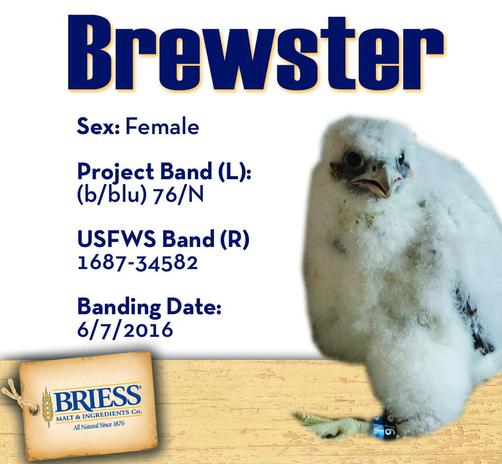 Briess_2016PeregrineFalconBanding_Winners_Brewster