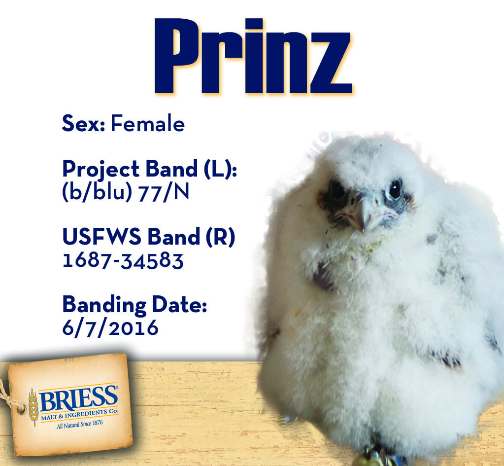 Briess_2016PeregrineFalconBanding_Winners_Prinz