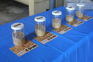 On the grading floor of the workhouse, raw barley is separated in to A, B, C, D, and Dockage grades.