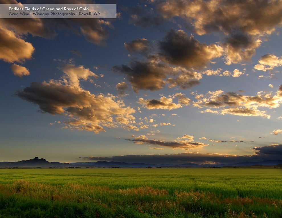 "Endless Fields of Green and Rays of Gold" Photo submitted by: Greg Wise | Wiseguy Photography | Powell, WY ©2016 Briess Industries, Inc.