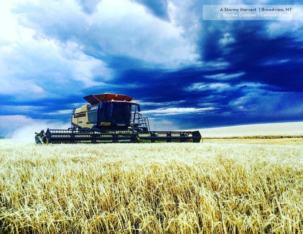 "A Stormy Harvest" Photo submitted by: Brook Conover| Conover Farms | Broadview, MT ©2016 Briess Industries, Inc.