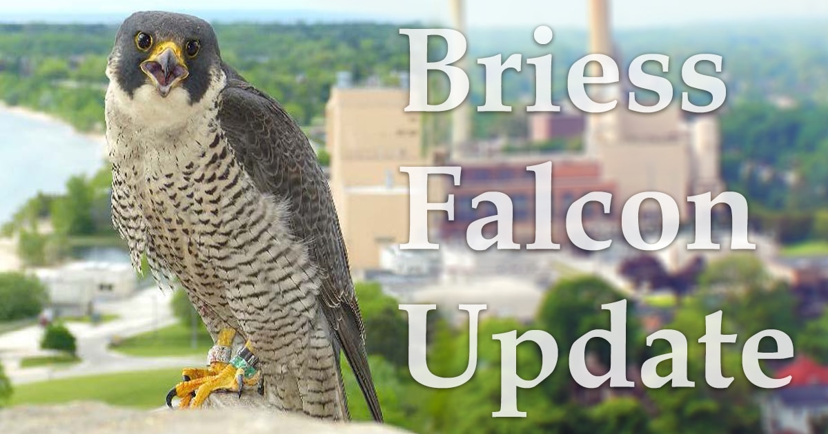 briess_falconupdate