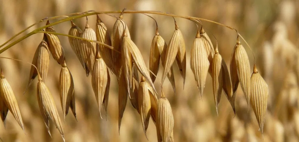 Oats Growing in a Field