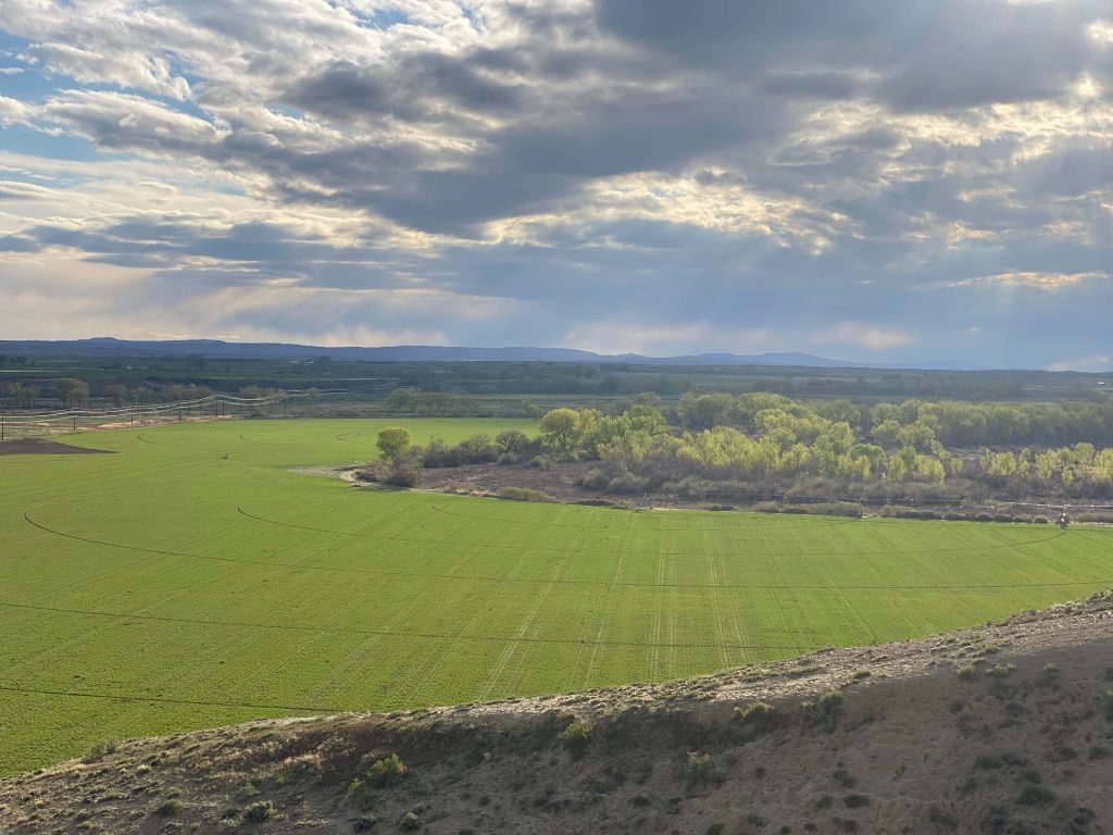 Aerial view of spring barley - Photo by Justine Paxton