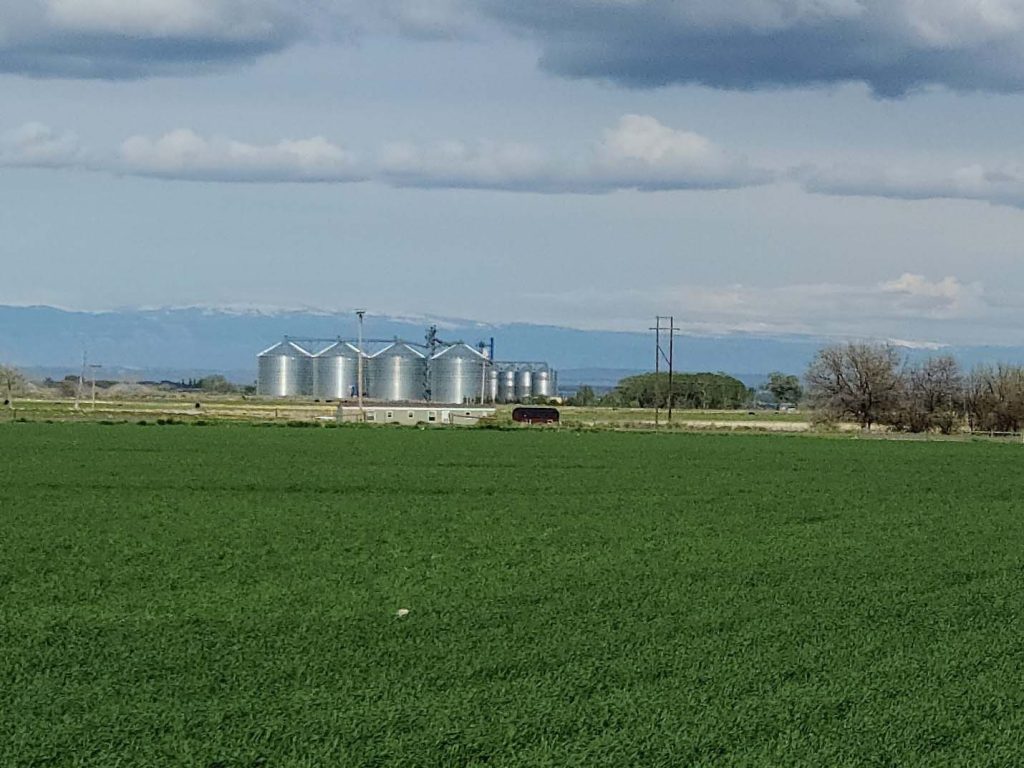 Barley field near Briess elevator in Ralston, WY