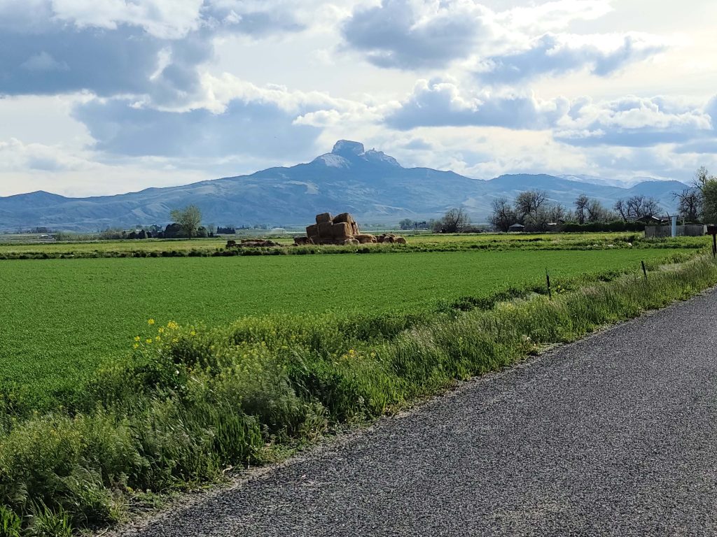 Early season barley with Heart Mountain in background - Justine Paxton