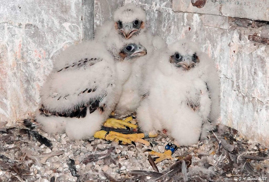 Eyasses in nesting box after banding - Greg Septon