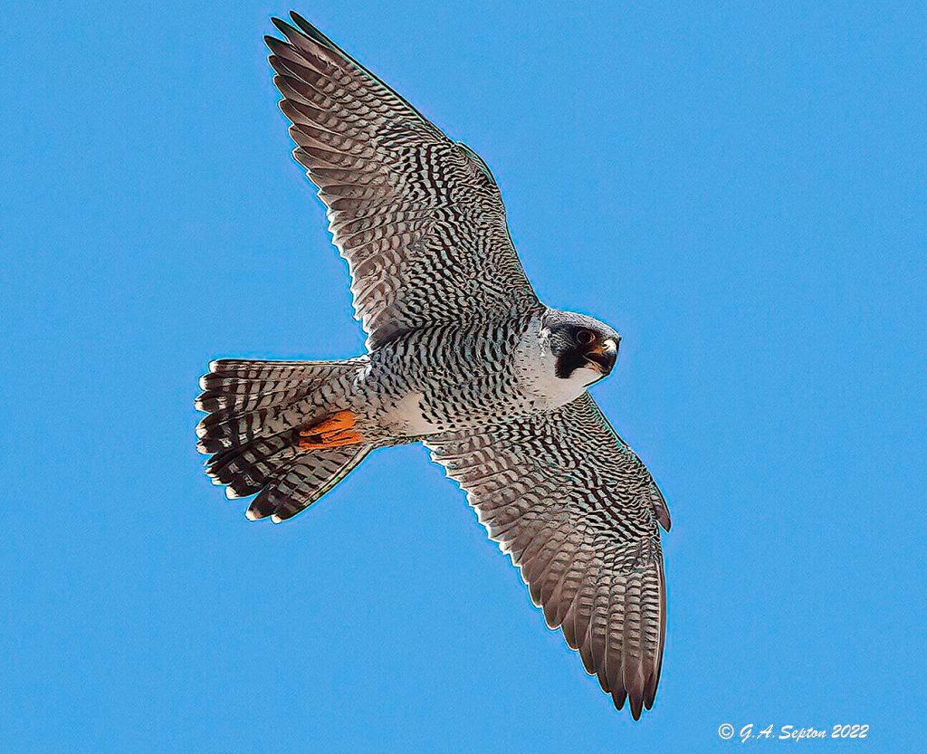 Falcon in flight - Greg Septon