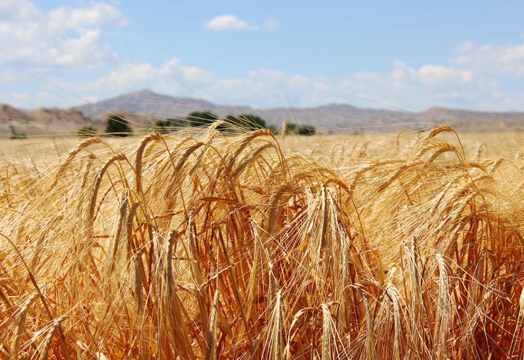 Golden Field of Barley