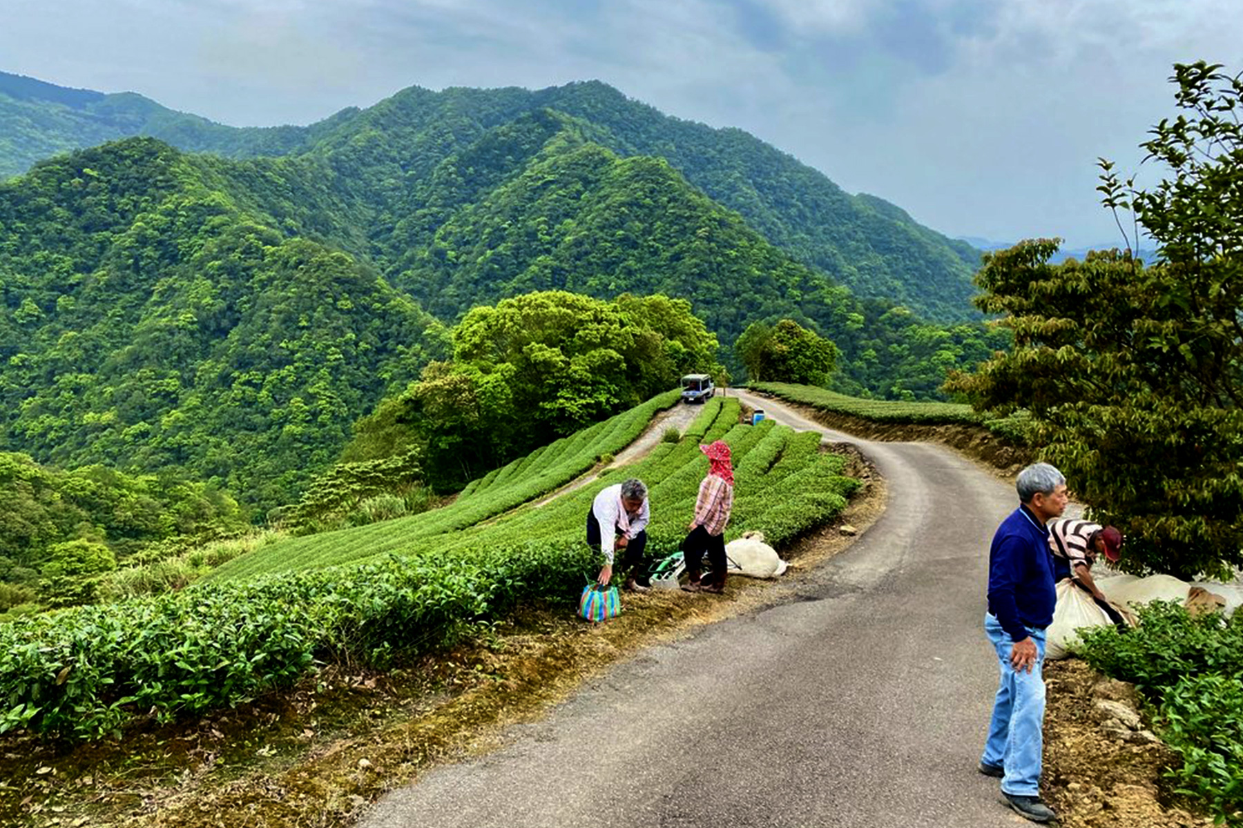 Taiwan Tea and Coffee Farm